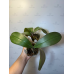 Фаленопсис ((S.P.B. Sunny х Stuartiana) x Celebensis) Фаленопсис ((S.P.B. Sunny х Stuartiana) x Celebensis)
