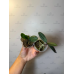 Фаленопсис (Schilleriana x Stuartiana Yellow) Фаленопсис (Schilleriana x Stuartiana Yellow)