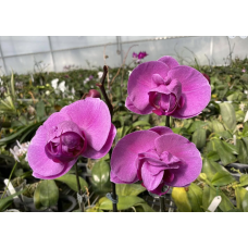 Phal. Rose Beauty бабочка Phal. Rose Beauty бабочка