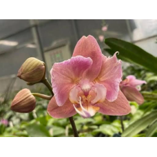 Phal. Gold Marlins бабочка