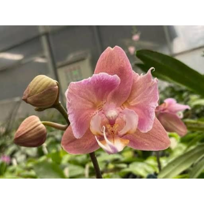 Фаленопсис Голд Марлинс (Phal. Gold Marlins бабочка) Фаленопсис Голд Марлинс (Phal. Gold Marlins бабочка)