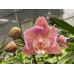 Фаленопсис Голд Марлинс (Phal. Gold Marlins бабочка) Фаленопсис Голд Марлинс (Phal. Gold Marlins бабочка)