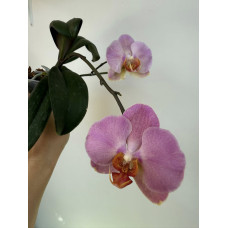 Phal. (Sin Yuan Golden Beauty х Sogo Yukidian V3 метелик) x Fangmei Black Piano метелик №1