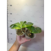 Фаленопсис (Phal. Violacea Indigo x Speciosa Blue) Фаленопсис (Phal. Violacea Indigo x Speciosa Blue)