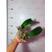 Фаленопсис (Green Earth x Fushengs Golden Age) Фаленопсис (Green Earth x Fushengs Golden Age)