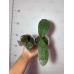Фаленопсис (LDs Bear Queen C.T.L x Schilleriana) Фаленопсис (LDs Bear Queen C.T.L x Schilleriana)