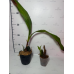 Ликаста (Angulocaste Red Jewel Red Baby x (Fire Bird x Gayser Gold)) Ликаста (Angulocaste Red Jewel Red Baby x (Fire Bird x Gayser Gold))