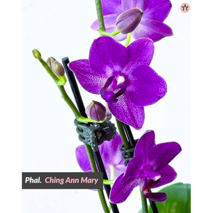 Фаленопсис (Ching Ann Mary 1830)