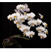Фаленопсис (Philippinensis x sib) Фаленопсис (Philippinensis x sib)