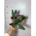 Фаленопсис (Stuartiana yellow × Schilleriana)