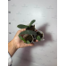 Фаленопсис (Schilleriana x Stuartiana Yellow) Фаленопсис (Schilleriana x Stuartiana Yellow)