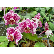 Phal. Ackers Sweetie бабочка