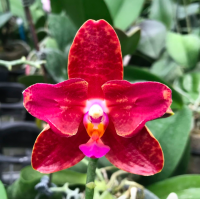Phal. Deus бабочка