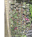 Фаленопсис (Stuartiana var nobilis x Schilleriana) Фаленопсис (Stuartiana var nobilis x Schilleriana)