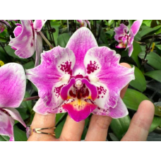 Phal. Mermaid бабочка