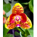Фаленопсис Орхід Ворлд (Orchid World метелик)