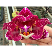 Phal. Beautiful Lace метелик Phal. Beautiful Lace метелик