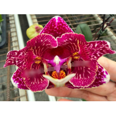 Phal. Beautiful Lace бабочка