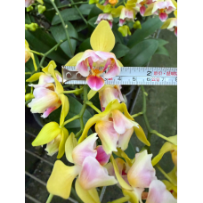 Phal. MX96