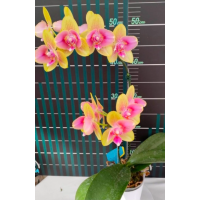 Phal. MX94 бабочка Phal. MX94 бабочка