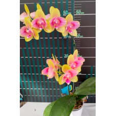 Phal. MX94 бабочка Phal. MX94 бабочка
