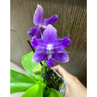 Phal. Equalacea x Violacea Indigo бабочка Phal. Equalacea x Violacea Indigo бабочка