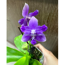 Phal. Equalacea x Violacea Indigo бабочка