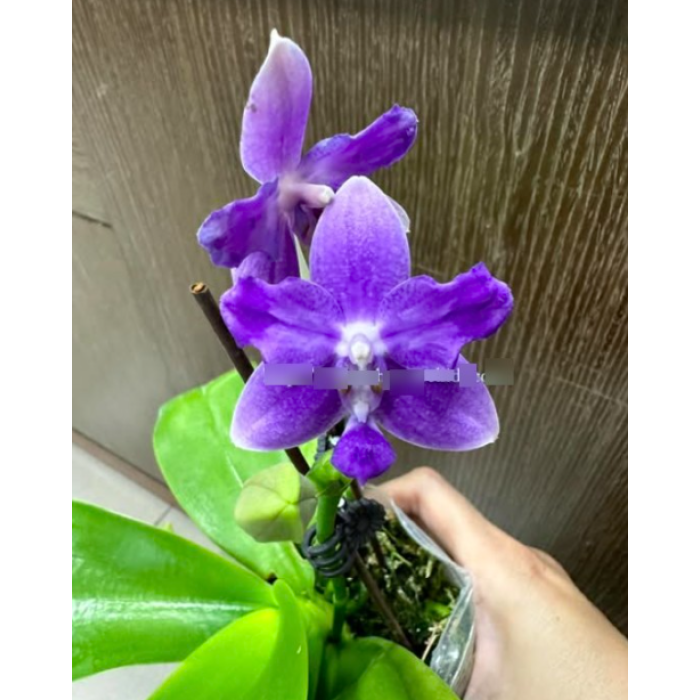 Фаленопсис (Equalacea x Violacea Indigo бабочка) Фаленопсис (Equalacea x Violacea Indigo бабочка)