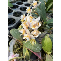 Phal. Lius Rainbow ES-2 бабочка