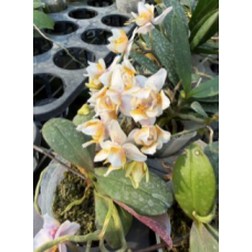 Phal. Lius Rainbow ES-2 метелик