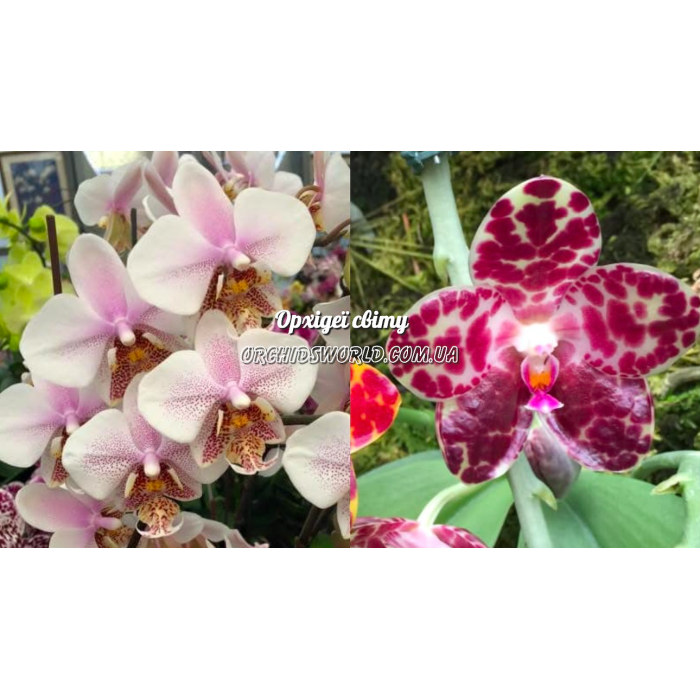 Фаленопсис (Stuariana-Schilleriana x Gigantea) Фаленопсис (Stuariana-Schilleriana x Gigantea)