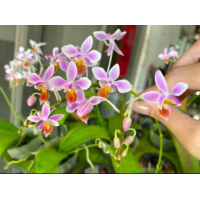 Phal. Equestris Orange x sib