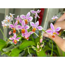 Phal. Equestris Orange x sib