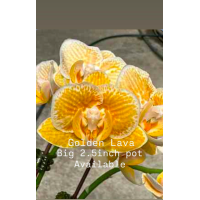 Phal. Golden Lava Phal. Golden Lava