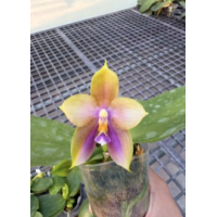 Phal. Mituo Blue Bear M-5 x Mituo GH King Star Blueberry Phal. Mituo Blue Bear M-5 x Mituo GH King Star Blueberry