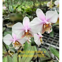 Phal. Stuartiana x Schilleriana Rainy