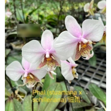 Phal. Stuartiana x Schilleriana Rainy Phal. Stuartiana x Schilleriana Rainy