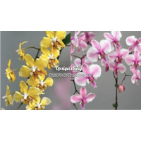Phal. Stuartiana var nobilis x Schilleriana Phal. Stuartiana var nobilis x Schilleriana