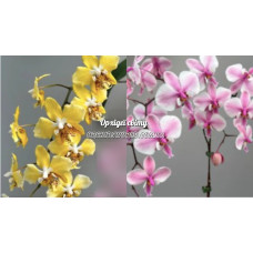 Phal. Stuartiana var nobilis x Schilleriana
