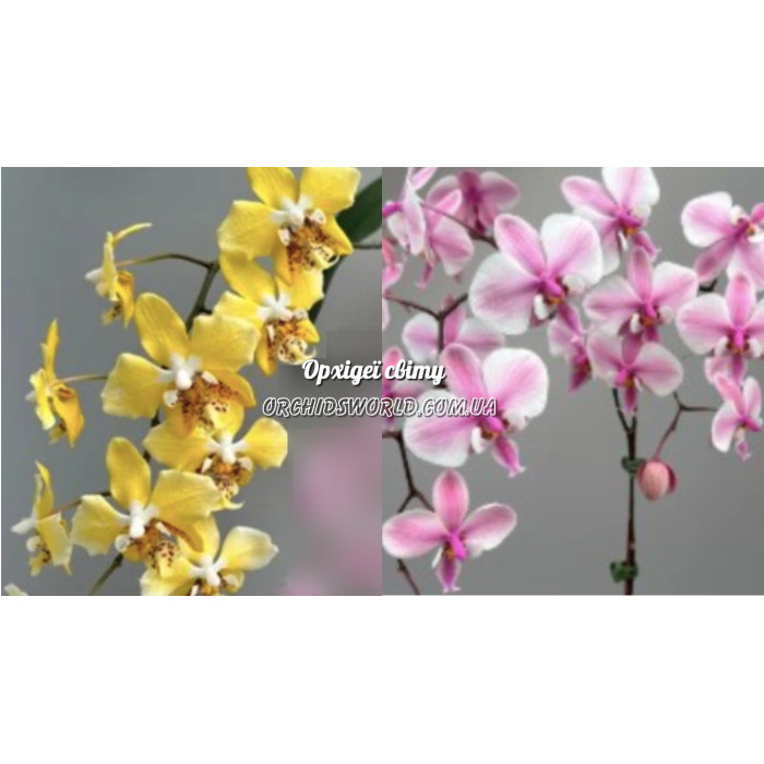 Фаленопсис (Stuartiana var nobilis x Schilleriana) Фаленопсис (Stuartiana var nobilis x Schilleriana)