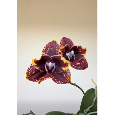 Phal. Zheng Min Anaconda бабочка Phal. Zheng Min Anaconda бабочка