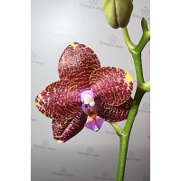 Phal. LD Sun Dragon