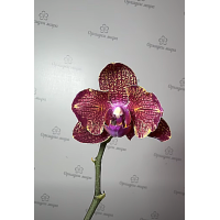 Phal. I-Hsin Claire 3120 бабочка Phal. I-Hsin Claire 3120 бабочка