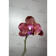 Phal. I-Hsin Claire 3120 метелик