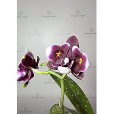 Phal. Yaphon Star Diamond 6601 бабочка