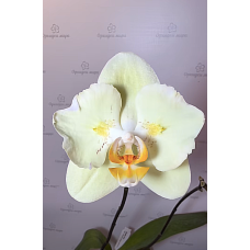 Phal. Patrick Yuan Bao бабочка