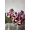 Phal. (Golden Peoker x Gigantea) Mannii уцінка