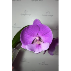 Phal. Charming Juliet big lip