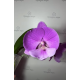 Phal. Charming Juliet big lip