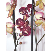 Phal. Bg Bordo 